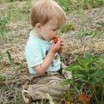 Child Eating Strawberry