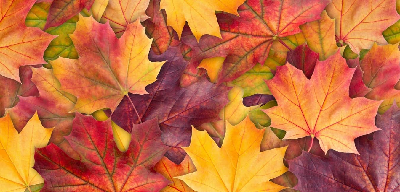 It's Autumn