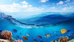 Under the sea